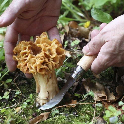 No.08 Mushroom Knife with Brush